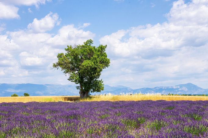 Levandulová pole v Provence