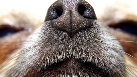 Psi zjistí čichem rakovinu. Vědci nyní chtějí umělý čenich