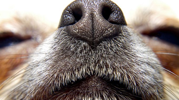 Psi začínají být největším spojencem člověka v boji s rakovinou prostaty. Svým čichem ji dokážou zjistit lépe než stávající metoda. Vědcům to nestačí, chtějí vyvinout umělý čenich.