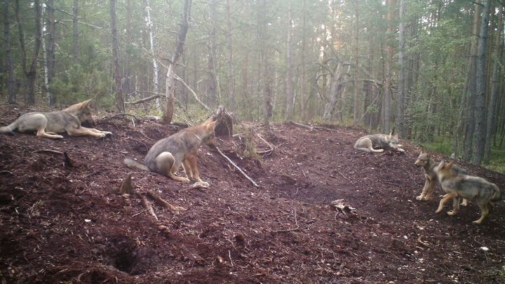 Vlčí pár žijící v okolí Třeboně má čtyři až pět mláďat, ukázaly záběry z fotopastí