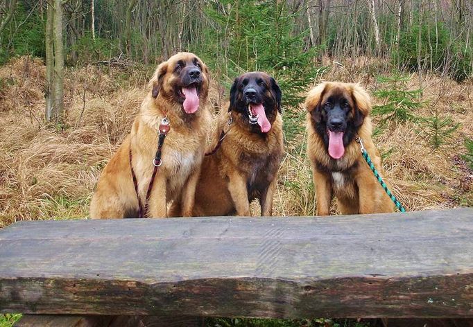 "Fotka je z výletu na Portášky. Šlapali jsme poctivě a naše psí slečny rasy Leonberger byly nadšené stejně jako my," napsal k fotce pan Novotný.