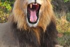 Pytlák v Jihoafrické republice lovil lvy. Šelmy ho sežraly, zbyla z něj jen hlava, uvedla policie