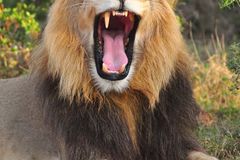 Pytlák v Jihoafrické republice lovil lvy. Šelmy ho sežraly, zbyla z něj jen hlava, uvedla policie