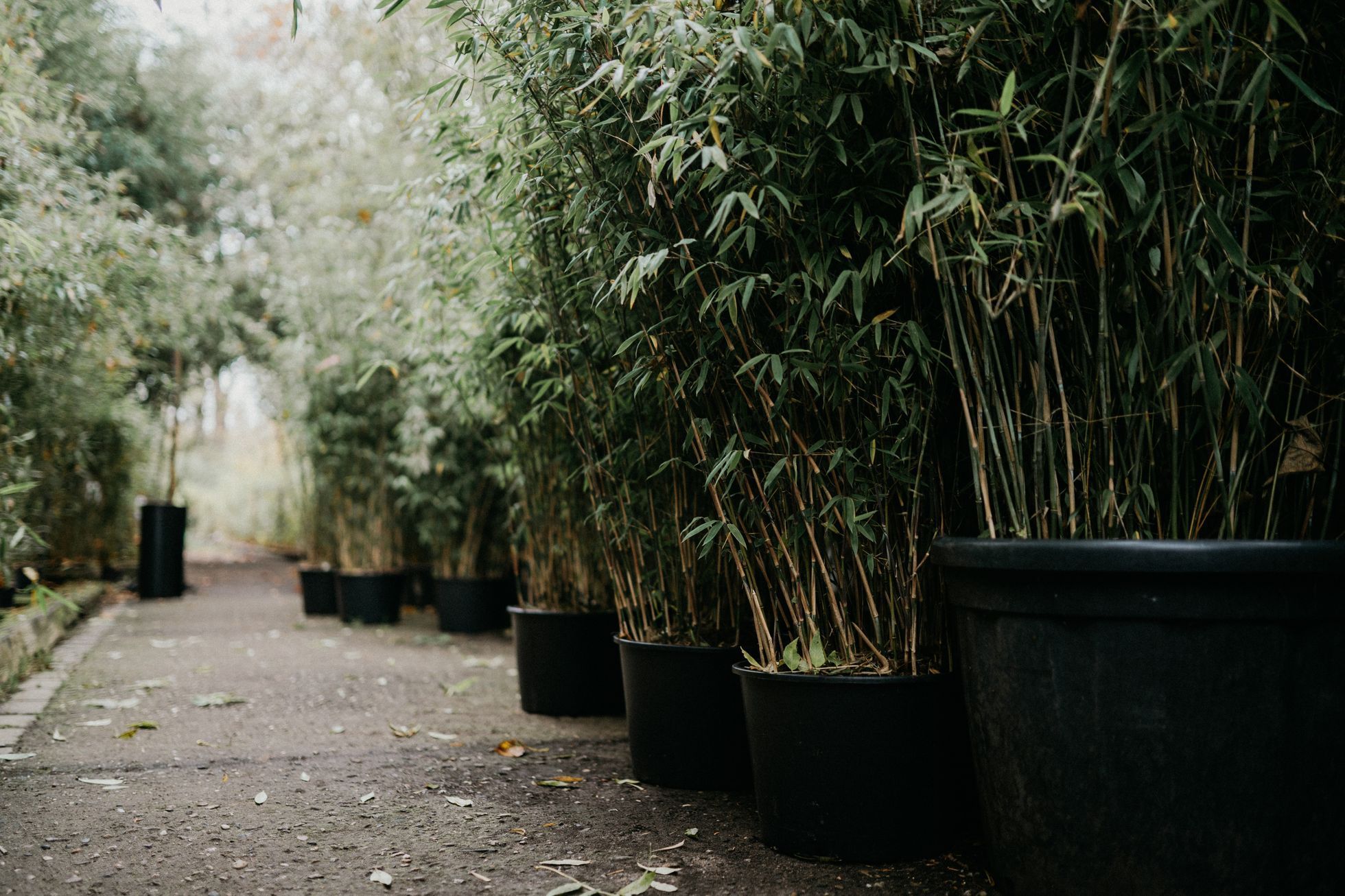 Bambusárium Bohnice