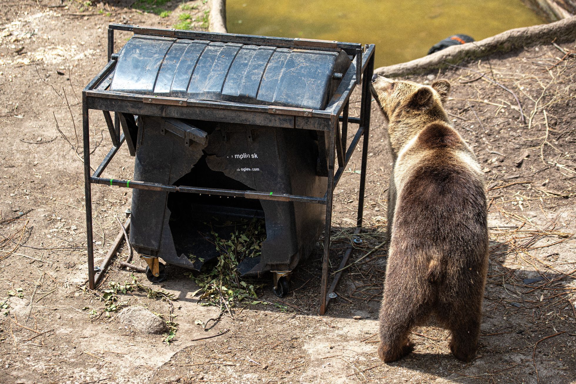 Slovensko a medvědi - zoo Bojnice a Mosty u Jablunkova