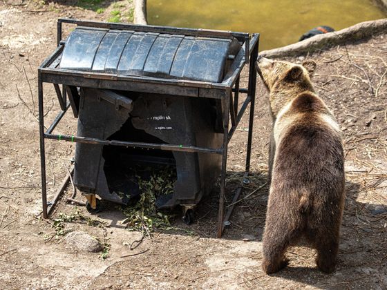 Do kontejneru se medvědi dostali po 12 hodinách. Ve volné přírodě by tak dlouho u jednoho místa nezůstali.