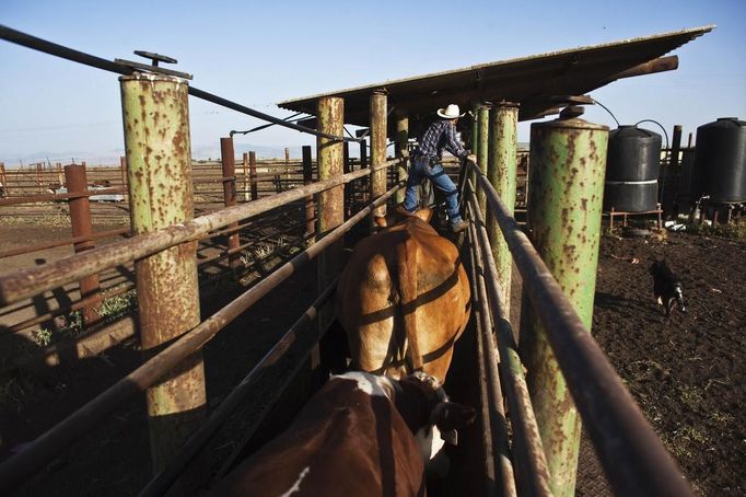 Alon, an Israeli cowboy, tends cattle on a ranch just outside Moshav Yonatan, a collective farming community, sabout 2 km (1 mile) south of the ceasefire line between Israel and Syria in the Golan Heights May 21, 2013. Cowboys, who have been running the ranch on the Golan's volcanic rocky plateau for some 35 years, also host the Israeli military, who use half of the cattle farm, 20,000 dunams (5,000 acres), as a live-fire training zone. Israel captured the Golan Heights from Syria in the 1967 Middle East war and annexed the territory in 1981, a move not recognized internationally. Picture taken May 21, 2013. REUTERS/Nir Elias (ENVIRONMENT ANIMALS SOCIETY) ATTENTION EDITORS: PICTURE 11 OF 27 FOR PACKAGE 'COWBOYS OF THE GOLAN HEIGHTS' SEARCH 'COWBOY GOLAN' FOR ALL IMAGES Published: Kvě. 29, 2013, 10:05 dop.