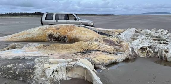 Velikost nalezeného tvora odpovídá přibližně čtyřem osobním automobilům.