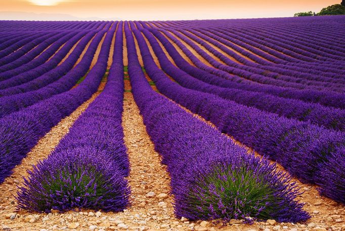 Levandulová pole v Provence, Jižní Francie