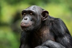 Šimpanz využil lahev jako sexuální pomůcku. Masturboval pro zábavu, tvrdí vědci