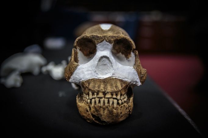 Homo Naledi