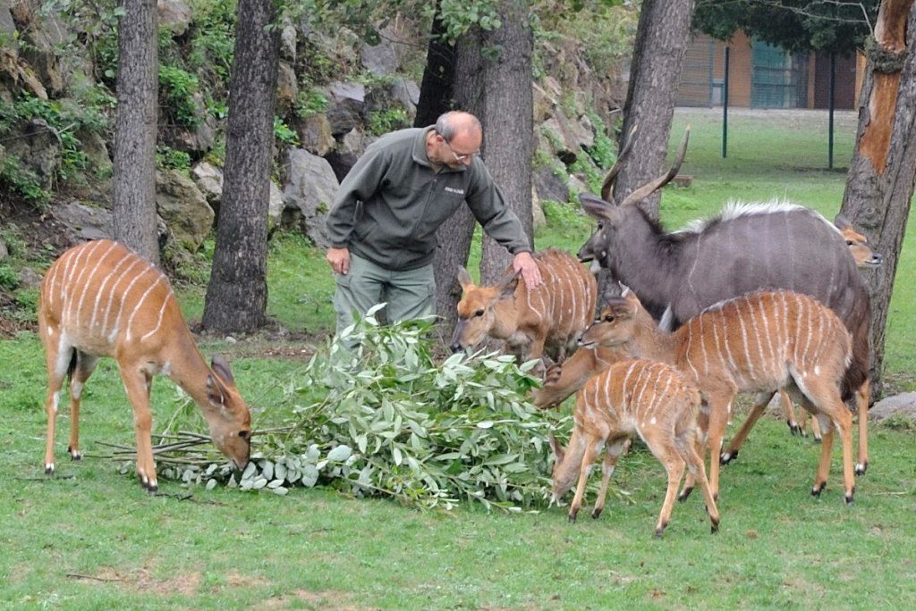 Zoo Plzeň - nyala nížinná
