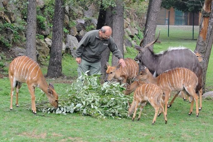 Mláďata nyaly nížinné v plzeňské zoologické zahradě.