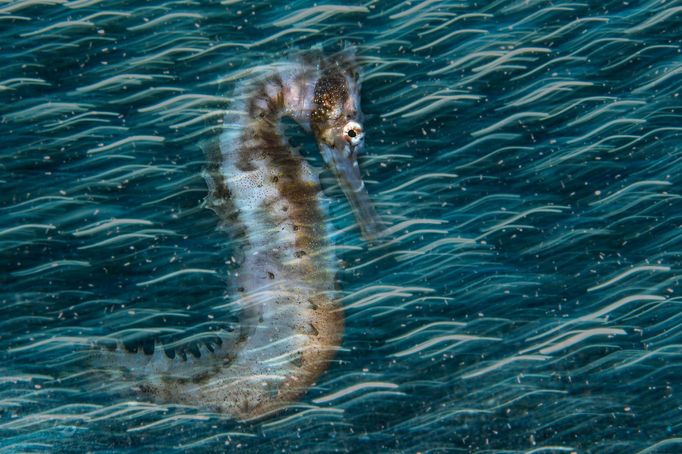 Underwater Photographer of the Year 2020 - vítězné fotografie