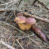 NEPOUŽÍVAT !!! Fotosoutěž houby 2017