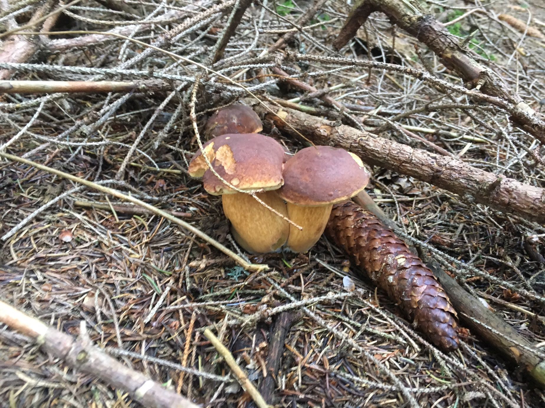 NEPOUŽÍVAT !!! Fotosoutěž houby 2017