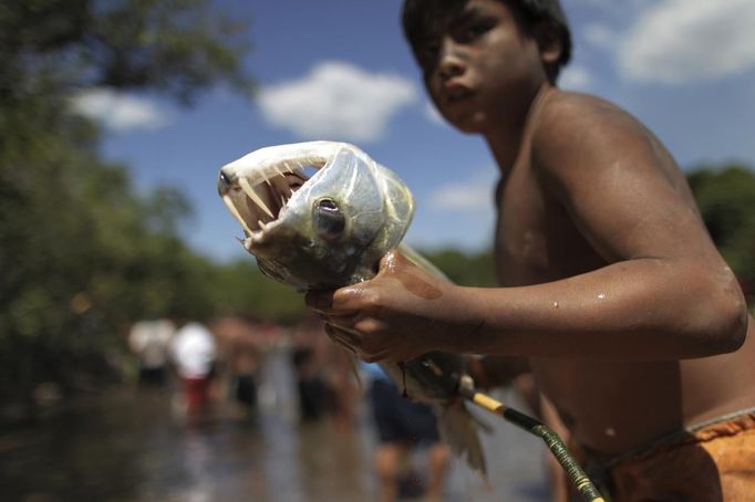 A Yawalapiti boy holds a cachorra or vampire fish that the tribe's men caught while fishing to feed the guests of this year's 'quarup,' a ritual held over several days to honour in death a person of great importance to them, in the Xingu National Park, Mato Grosso State, August 13, 2012. This year the Yawalapiti tribe honoured two people - a Yawalapiti Indian who they consider a great leader, and Darcy Ribeiro, a well-known author, anthropologist and politician known for focusing on the relationship between native peoples and education in Brazil. Picture taken August 13, 2012. REUTERS/Ueslei Marcelino (BRAZIL - Tags: ANIMALS ENVIRONMENT SOCIETY) FOR EDITORIAL USE ONLY. NOT FOR SALE FOR MARKETING OR ADVERTISING CAMPAIGNS. ATTENTION EDITORS - PICTURE 01 OF 37 FOR THE PACKAGE 'THE YAWALAPITI QUARUP RITUAL' Published: Srp. 29, 2012, 10:20 dop.