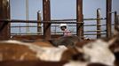 Alon, an Israeli cowboy, tends cattle on a ranch just outside Moshav Yonatan, a collective farming communit, about 2 km (1 mile) south of the ceasefire line between Israel and Syria in the Golan Heights May 2, 2013. Cowboys, who have been running the ranch on the Golan's volcanic rocky plateau for some 35 years, also host the Israeli military, who use half of the cattle farm, 20,000 dunams (5,000 acres), as a live-fire training zone. Israel captured the Golan Heights from Syria in the 1967 Middle East war and annexed the territory in 1981, a move not recognized internationally. Picture taken May 2, 2013. REUTERS/Nir Elias (ENVIRONMENT ANIMALS SOCIETY) ATTENTION EDITORS: PICTURE 9 OF 27 FOR PACKAGE 'COWBOYS OF THE GOLAN HEIGHTS' SEARCH 'COWBOY GOLAN' FOR ALL IMAGES Published: Kvě. 29, 2013, 10:04 dop.