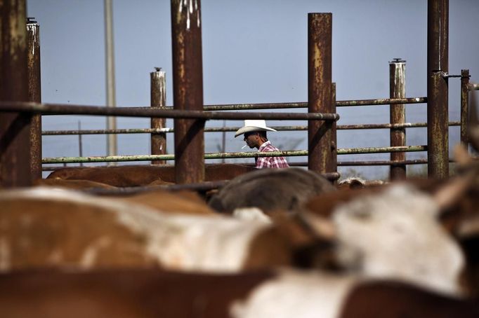 Alon, an Israeli cowboy, tends cattle on a ranch just outside Moshav Yonatan, a collective farming communit, about 2 km (1 mile) south of the ceasefire line between Israel and Syria in the Golan Heights May 2, 2013. Cowboys, who have been running the ranch on the Golan's volcanic rocky plateau for some 35 years, also host the Israeli military, who use half of the cattle farm, 20,000 dunams (5,000 acres), as a live-fire training zone. Israel captured the Golan Heights from Syria in the 1967 Middle East war and annexed the territory in 1981, a move not recognized internationally. Picture taken May 2, 2013. REUTERS/Nir Elias (ENVIRONMENT ANIMALS SOCIETY) ATTENTION EDITORS: PICTURE 9 OF 27 FOR PACKAGE 'COWBOYS OF THE GOLAN HEIGHTS' SEARCH 'COWBOY GOLAN' FOR ALL IMAGES Published: Kvě. 29, 2013, 10:04 dop.