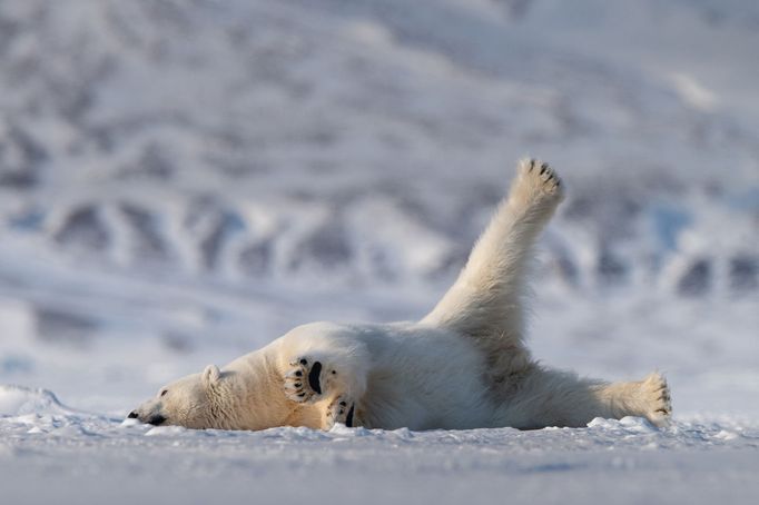 Finalisté fotosoutěže Comedy Wildlife Photography Awards 2018