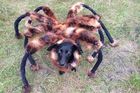 Skrytá kamera: Pes převlečený za obřího pavouka děsí lidi