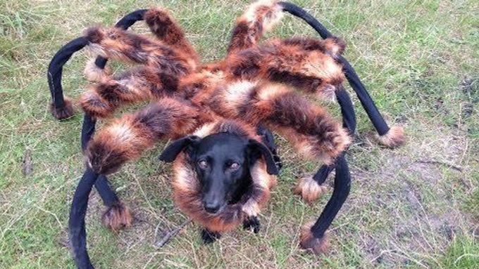 Pes převlečený za obrovského pavouka děsí lidi