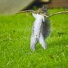 Finalisté soutěže Nikon Comedy Wildlife Awards 2024