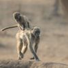 Finalisté soutěže Nikon Comedy Wildlife Awards 2024
