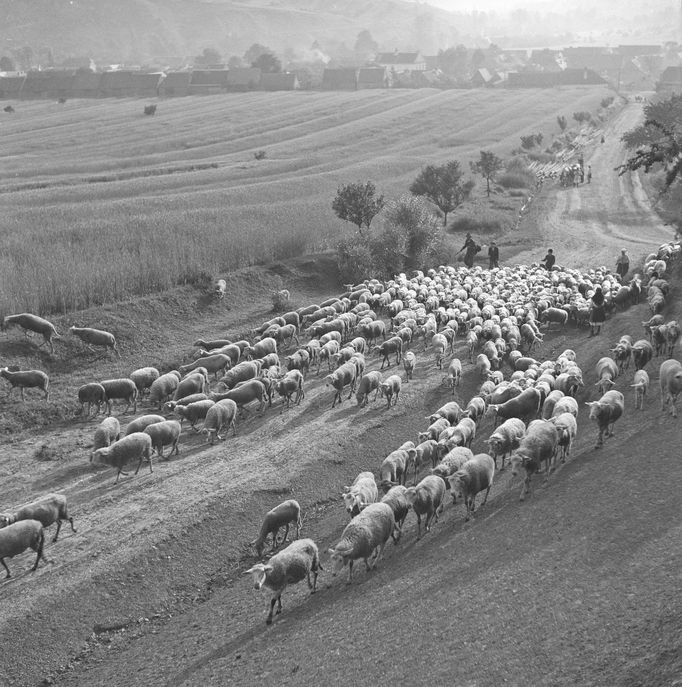 Ferdinand Bučina - fotografie