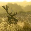Zvířata, Reuters, Top fotografie roku 2022, výběr, nejlepší foto, Lifestyle