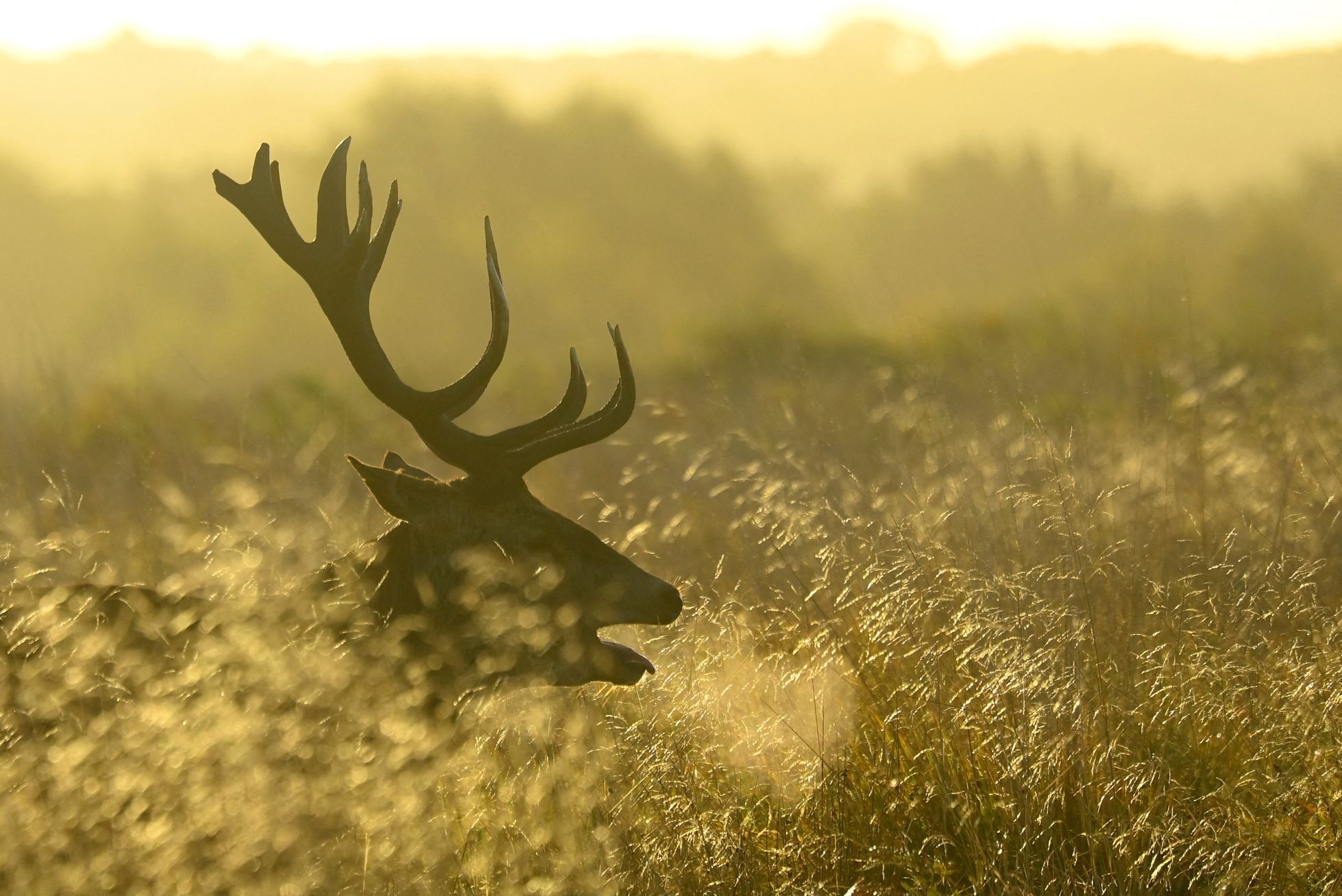 Zvířata, Reuters, Top fotografie roku 2022, výběr, nejlepší foto, Lifestyle