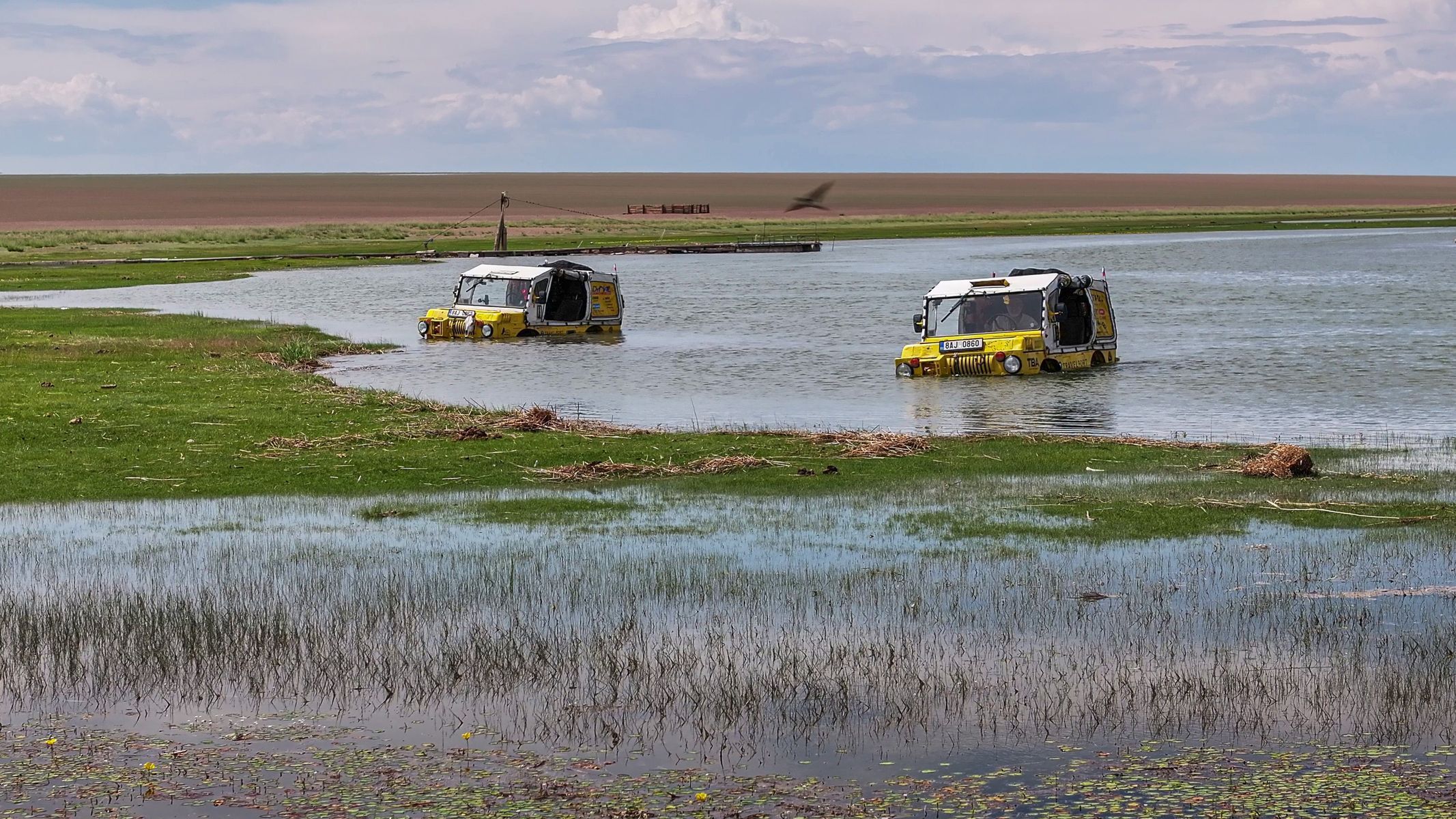 Žlutá žába pluje!