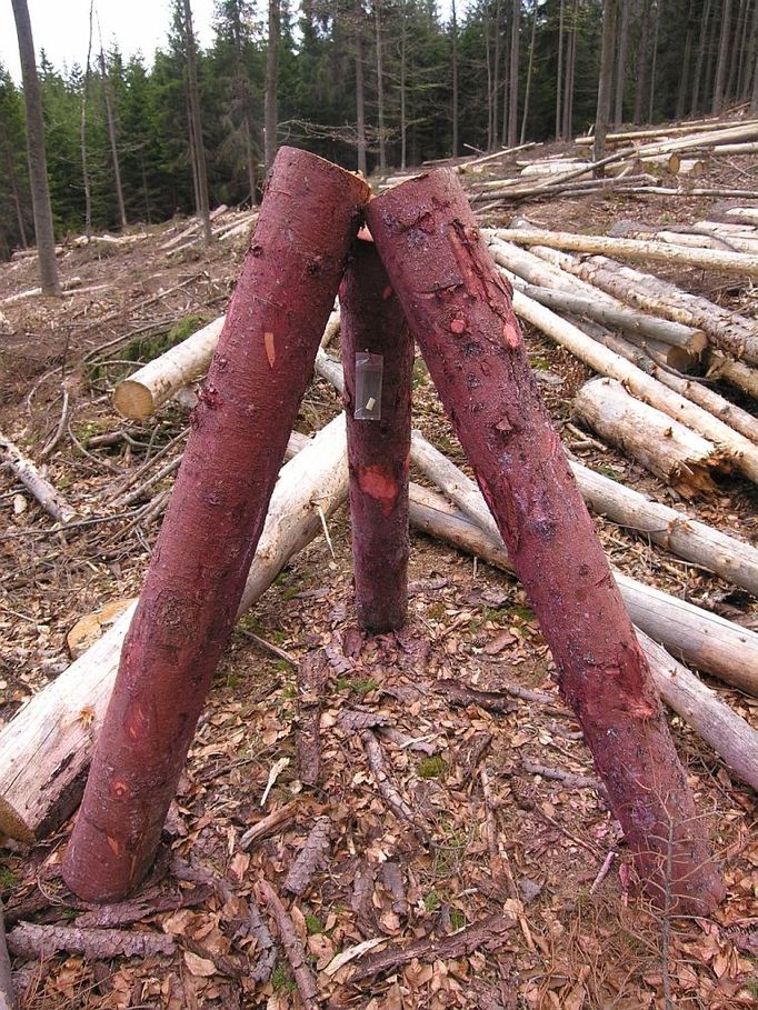 Otrávená trojnožka v porostu u Nové Studnice v NP Šumava