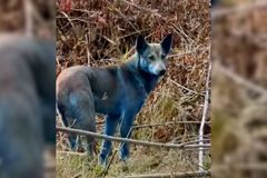 Záhada v Černobylu. V zakázané oblasti zachytili psy s modrou srstí