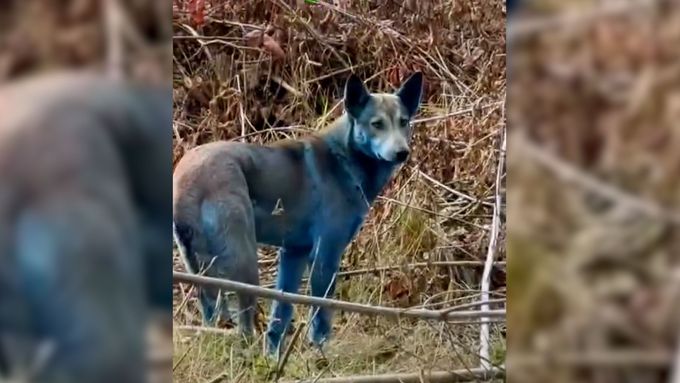 V Černobylu objevili psy s modrou srstí