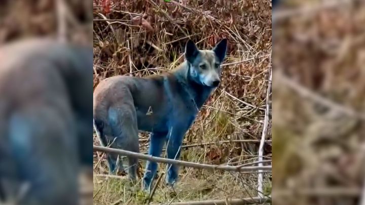 Záhada v Černobylu. V zakázané oblasti zachytili psy s modrou srstí