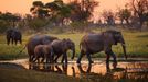 Slon africký, Botswana.