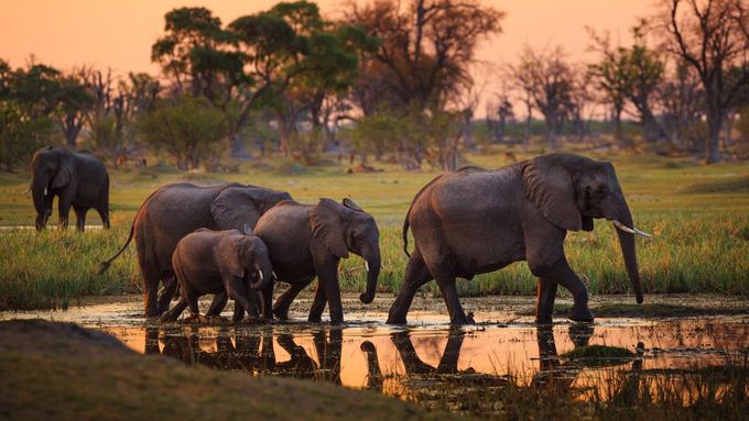 Sloni v Botswaně - ilustrační foto.
