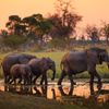 Slon africký, Botswana.