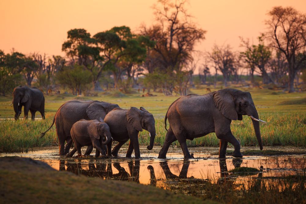 Slon africký, Botswana.