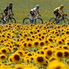 Tour de France 2015: pole slunečnic