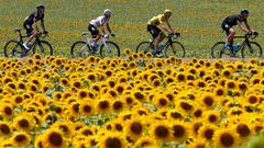 Tour de France 2015: pole slunečnic