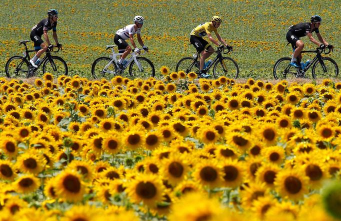 Tour de France 2015: pole slunečnic