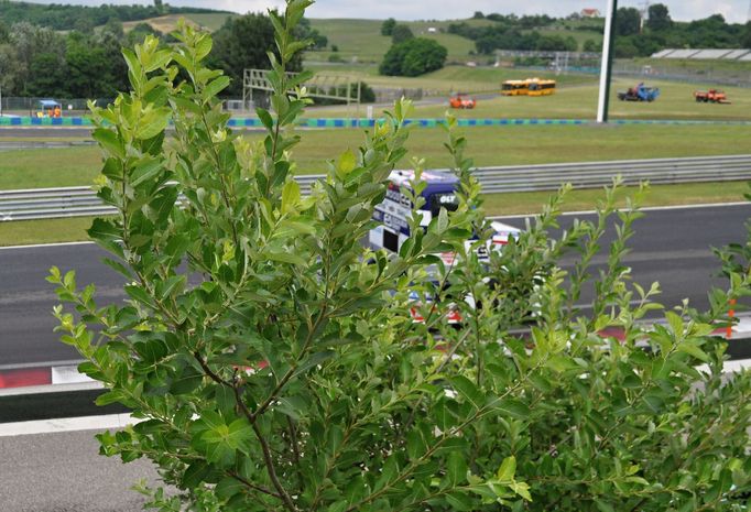 Závod ME tahačů na Hungaroringu 2019: Oly Janes, Buggyra