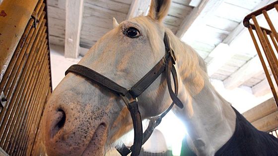 Brit jedná se státem o vstupu do národní památky - hřebčína Kladruby