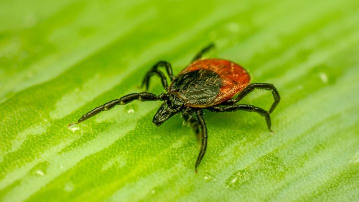 Borelióza v Česku trhá rekordy, tvrdí oficiální čísla. Lékař to překvapivě vidí jinak; Zdroj foto: Pexels
