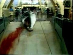 Japonsko považuje lov velryb za tradici. Ekologové za krvelačný masakr