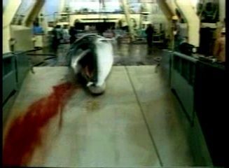 Velryby - boj proti lovu pokračuje