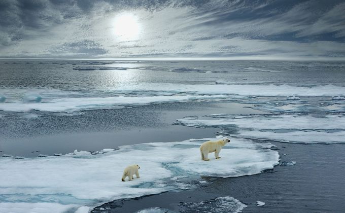 Lední medvědi v arktické oblasti poblíž Norska.