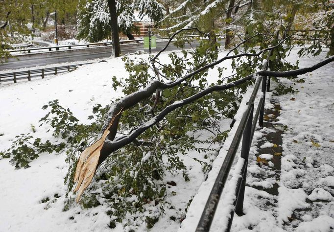 Odlomená větev stromu v zasněženém Central parku v New Yorku.